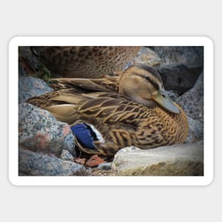 Mallard Hen Sticker